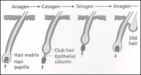 Hair growth cycle