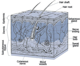 Dermatitis and Eczema