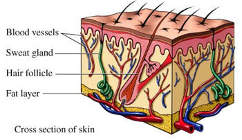 Picture of sweat gland